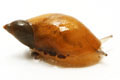 Succinea putris Czech Republic adult